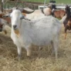Kiko Goats for Sale