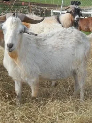 Kiko Goats for Sale