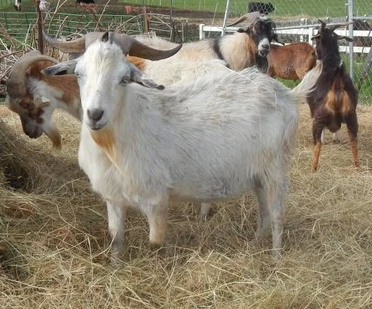 Kiko Goats for Sale