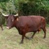 Devon Cattle for Sale
