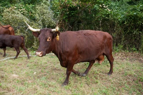Devon Cattle for Sale