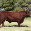 c17a3304d831797a143d1fa816f37925-600x400 Red Poll Cattle for sale