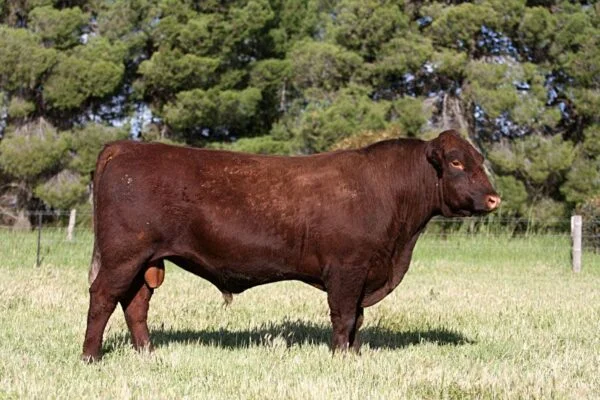 c17a3304d831797a143d1fa816f37925-600x400 Red Poll Cattle for sale