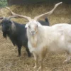 Cashmere Goats for Sale