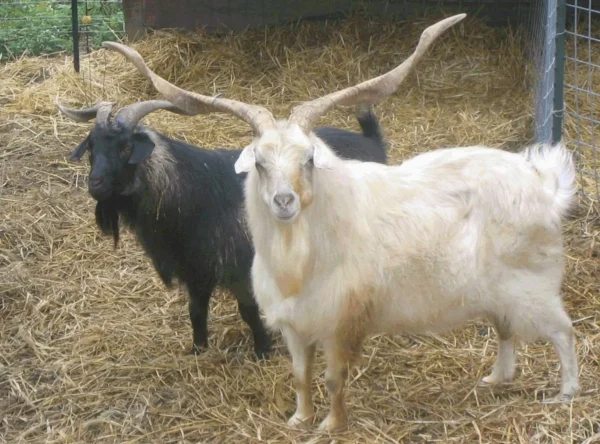 Cashmere Goats for Sale