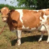 Guernsey Cows For Sale