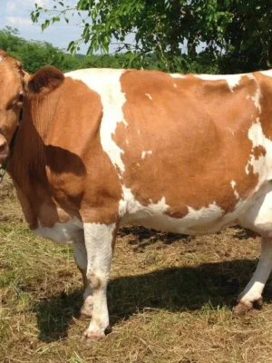 Guernsey Cows For Sale