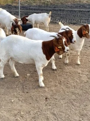 c53d2d7f2db7fe53abe5a8937520829a-600x540 Boer Goats for Sale