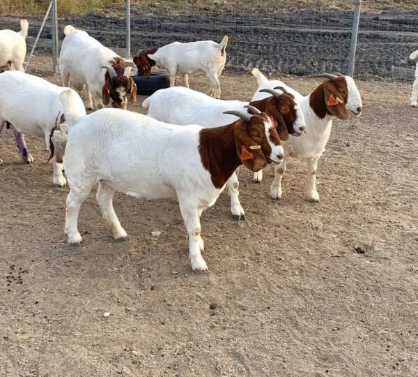 Boer Goats for Sale