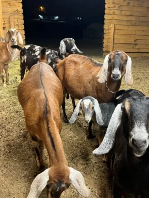 Nubian Goats for Sale