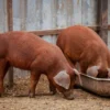 Duroc Pigs for Sale