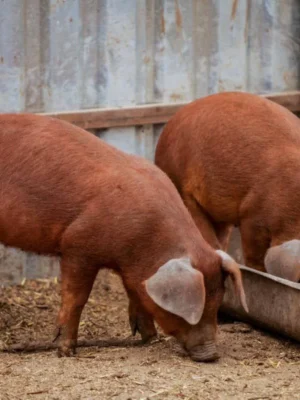 Duroc Pigs for Sale