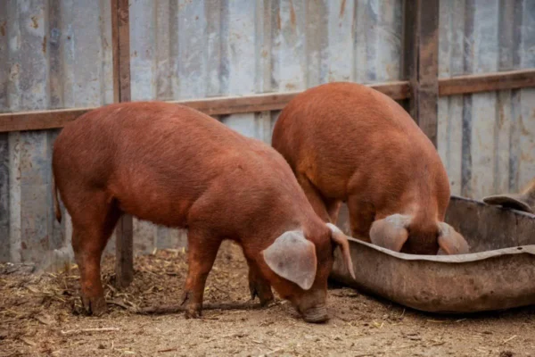 Duroc Pigs for Sale