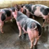 Pietrain Pigs for sale
