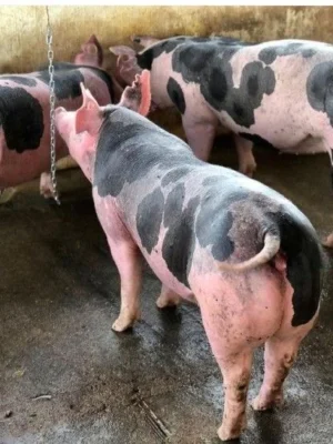 Pietrain Pigs for sale