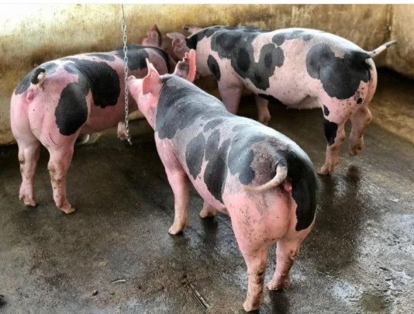 Pietrain Pigs for sale