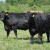 ddecbaca9b152ee52bbe831949eb6807 Angus Cattle for Sale