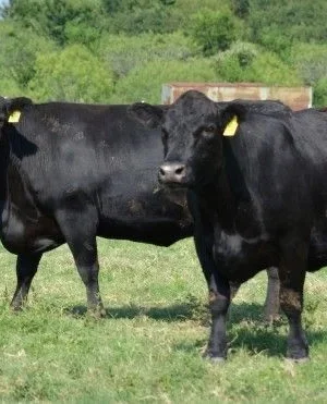 ddecbaca9b152ee52bbe831949eb6807 Angus Cattle for Sale