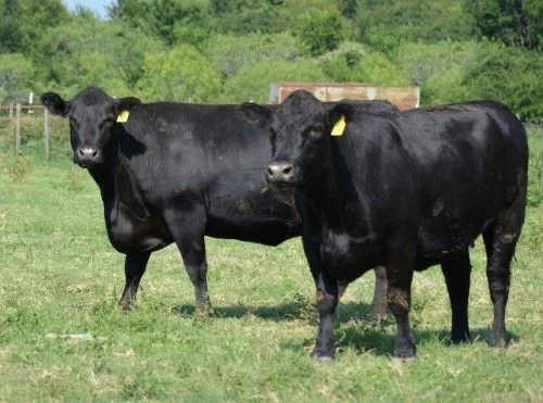 ddecbaca9b152ee52bbe831949eb6807 Angus Cattle for Sale