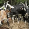 Alpine Goats for Sale
