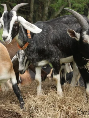 Alpine Goats for Sale