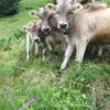 Brown Swiss Cows For Sale