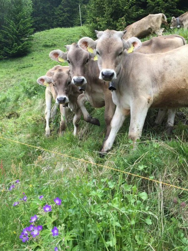 Brown Swiss Cows For Sale