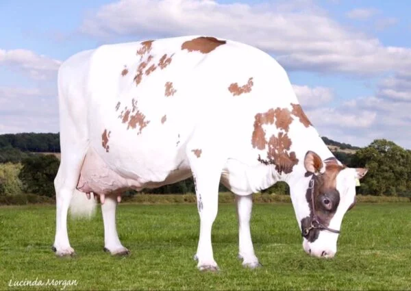 Ayrshire Cows for Sale