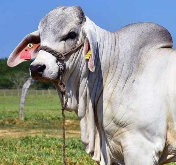 Brahman Cattle For Sale