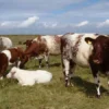 Milking Shorthorn Cattle For Sale