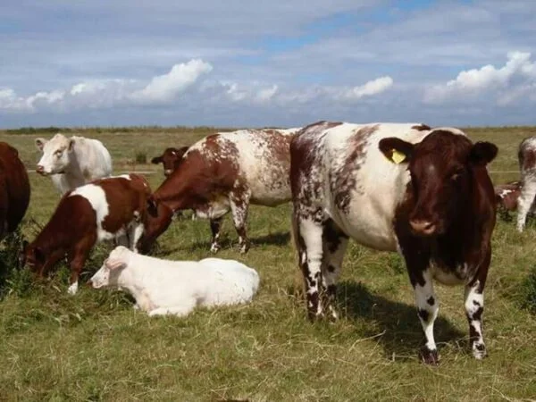 Milking Shorthorn Cattle For Sale