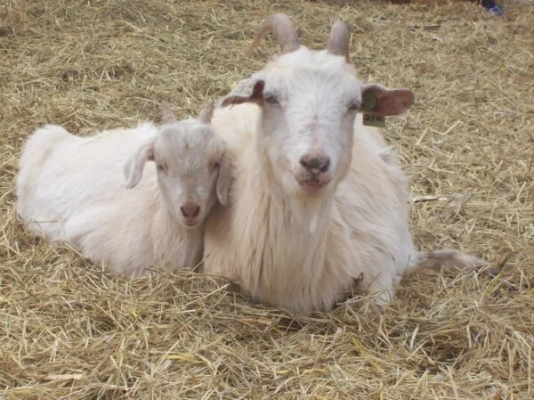 Kiko Goats for Sale