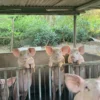 Yorkshire Pigs for Sale