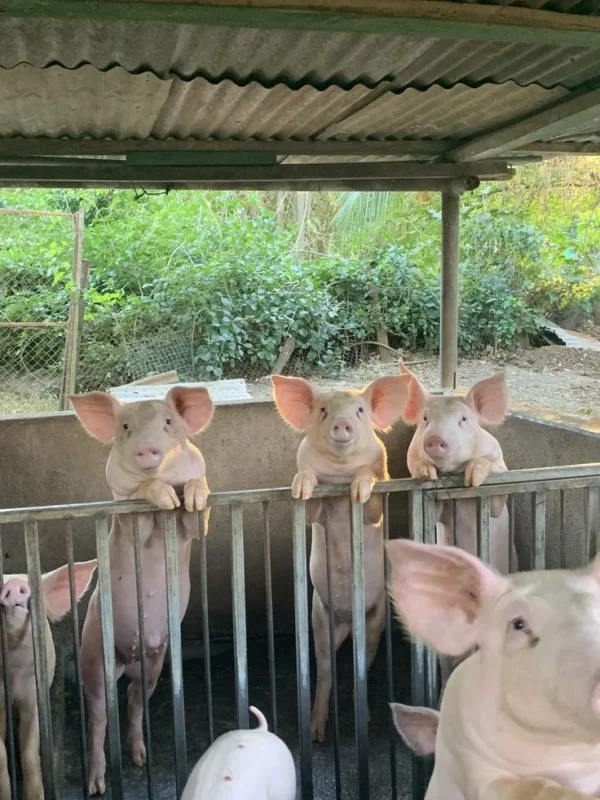 Yorkshire Pigs for Sale