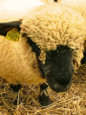 Hampshire Sheep for Sale