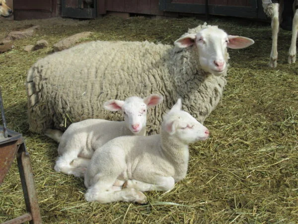 East Friesian Sheep for Sale