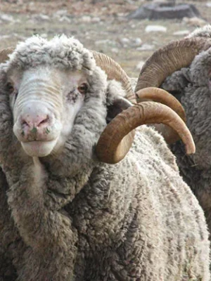 Rambouillet Sheep for Sale