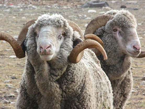 Rambouillet Sheep for Sale