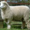 Romney Sheep for Sale