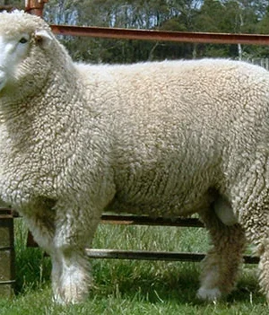 Romney Sheep for Sale