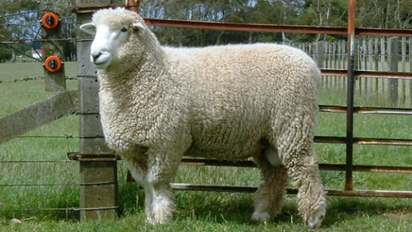 Romney Sheep for Sale