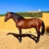 Andalusian Horse for salee Andalusian Horse for sale