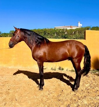 Andalusian Horse for salee Andalusian Horse for sale