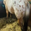 Appaloosa Horse for Sale | Purebred Appaloosas