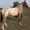 Appaloosa Horse for Sale | Purebred Appaloosas