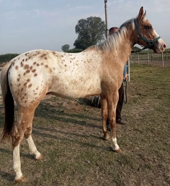 Appaloosa Horse for Sale | Purebred Appaloosas