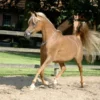 Arabian Horses for Sale