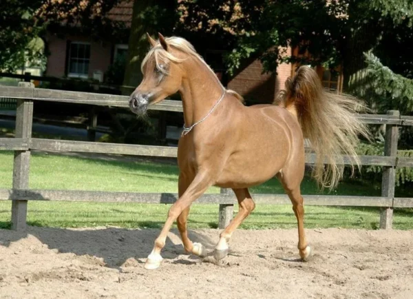 Arabian Horses for Sale