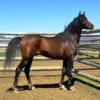 Arabian Horses for Sale