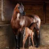 Arabian Horses for Sale